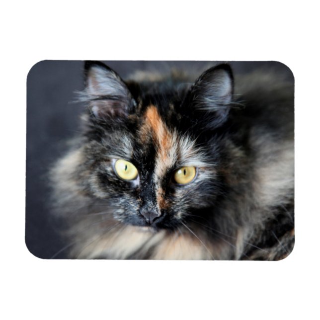 Siberische Katze Magnet (Horizontal)