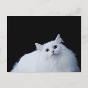 Siberische Katze Postkarte