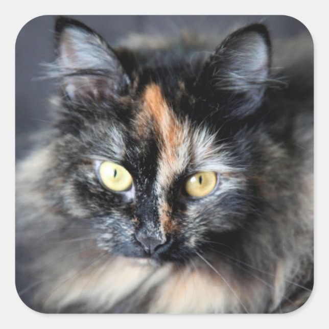 Siberische Katze Quadratischer Aufkleber (Vorderseite)