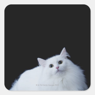 Siberische Katze Quadratischer Aufkleber