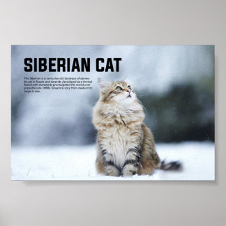 Siberische Katzenrasse Poster