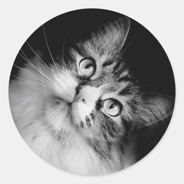 Siberischer Cat-Umschlag Aufkleber (Vorderseite)