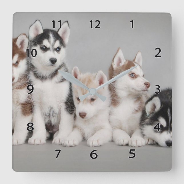 Siberischer Huskies Square Wall Clock Quadratische Wanduhr (Vorderseite)