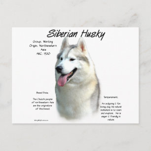 Siberischer Husky-Geschichtsentwurf Postkarte
