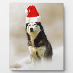 Siberischer Husky-Hund mit Weihnachtsmannmütze im  Fotoplatte