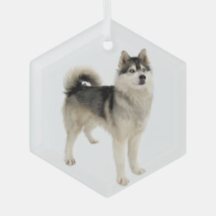Siberischer Husky Malemute Hund Tier Ornament Aus Glas