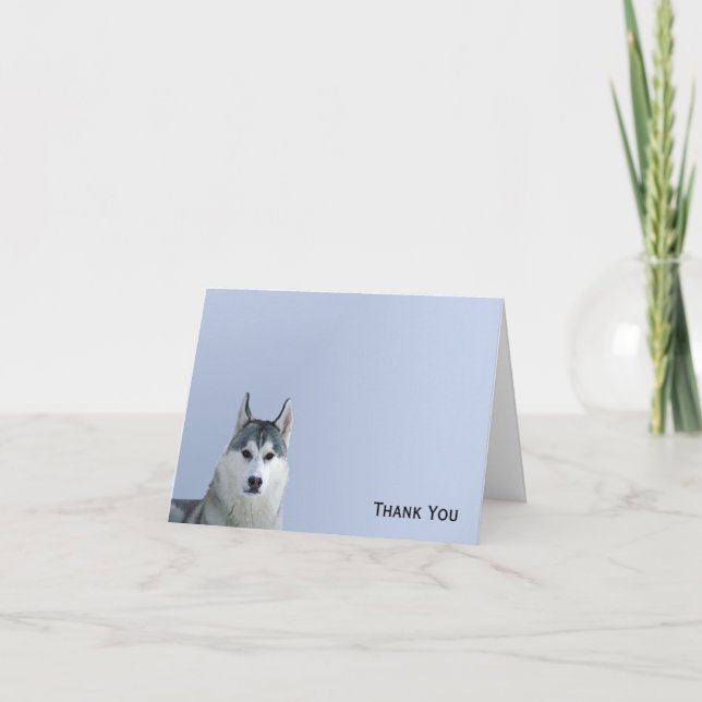 Siberischer Husky über blauer Hintergrund Dankeskarte (Vorderseite)