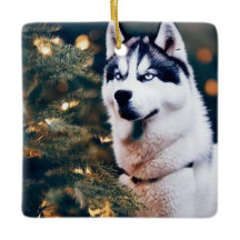 Siberischer Husky unter Weihnachtsbaum