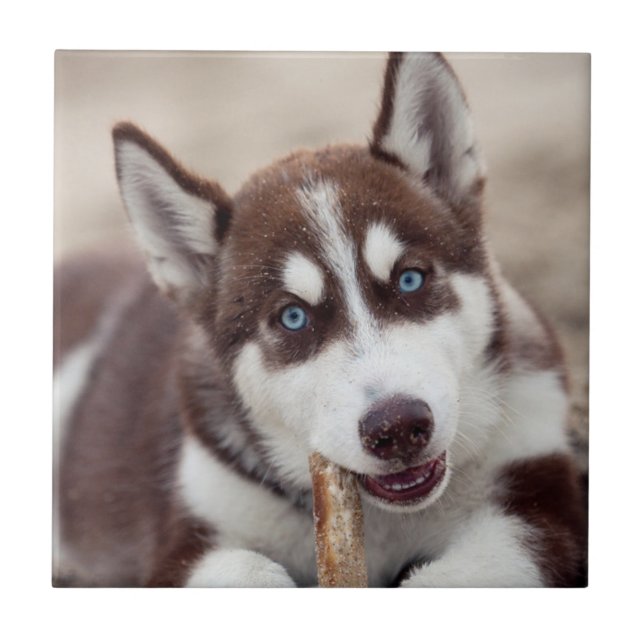Siberischer Husky-Welpe am Strand Fliese (Vorderseite)