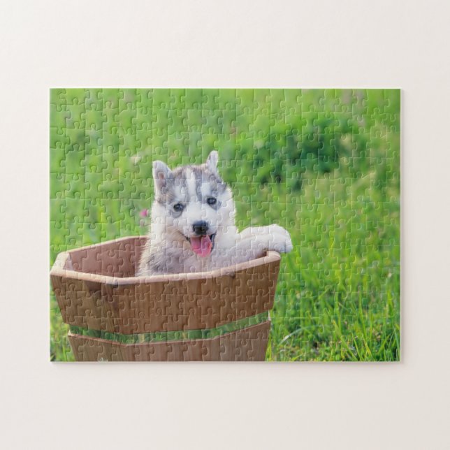 Siberischer Husky-Welpe in einer Hülle (Horizontal)