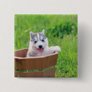 Siberischer Husky-Welpe in einer Hülle Button