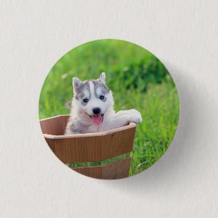 Siberischer Husky-Welpe in einer Hülle Button