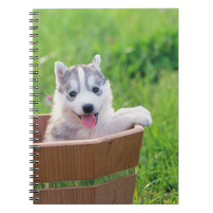 Siberischer Husky-Welpe in einer Hülle Notizblock