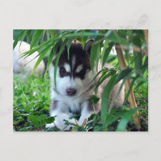 Siberischer Husky-Welpe mit Bamboo Postkarte
