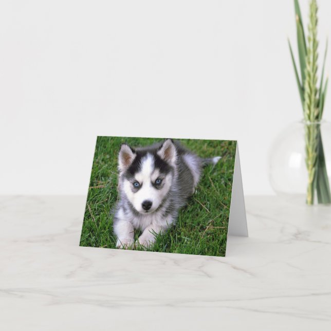 Siberischer Husky Welpenhund Blankokarte Karte (Vorderseite)