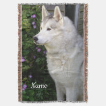 Siberischer Husky Welpenhund