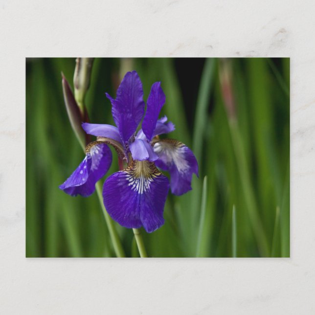 Siberischer Iris Postkarte (Vorderseite)