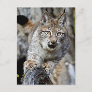 Siberischer Luchs - bereit zum Pointieren Postkarte