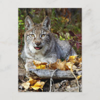 Siberischer Lynx