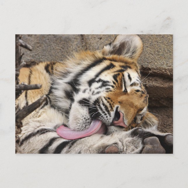 Siberischer Tiger Panthera tigris altaica lecken Postkarte (Vorderseite)