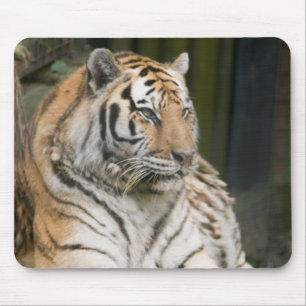Siberischer Tiger Tigress Mousepad