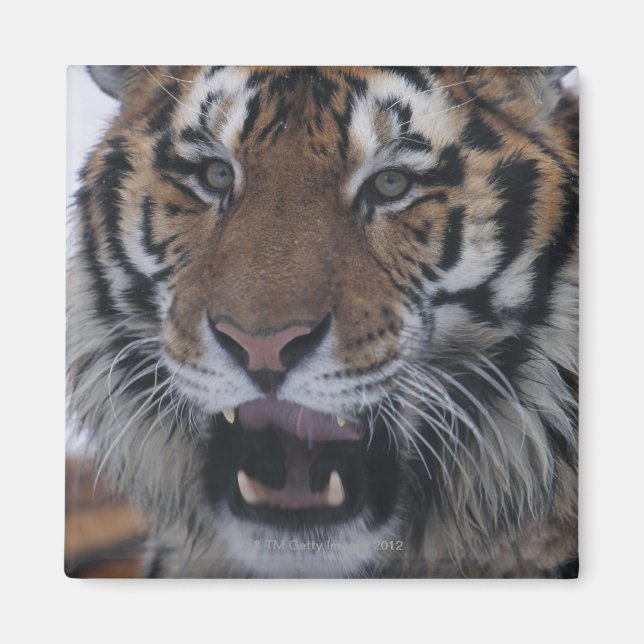 Siberischer Tiger-Yawning Magnet (Vorne)