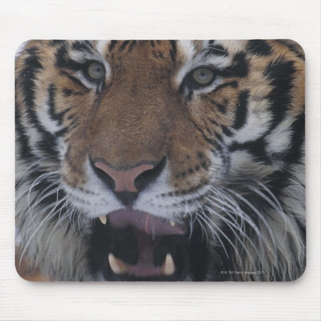 Siberischer Tiger-Yawning Mousepad (Vorne)