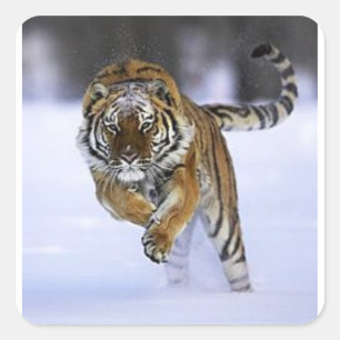 Siberischer Tigersticker Quadratischer Aufkleber