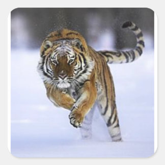 Siberischer Tigersticker Quadratischer Aufkleber