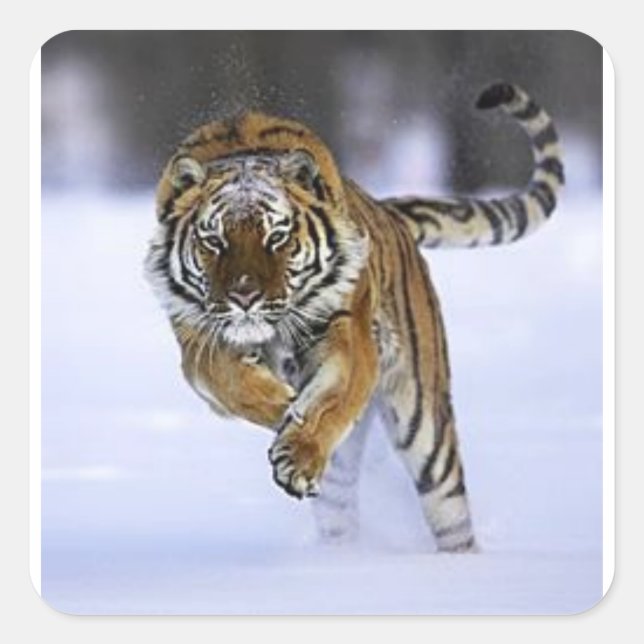 Siberischer Tigersticker Quadratischer Aufkleber (Vorderseite)