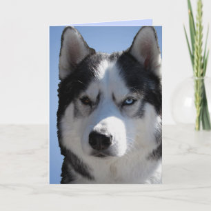 Sibirian Husky Karte / Alaskan Malamute Karte Leer