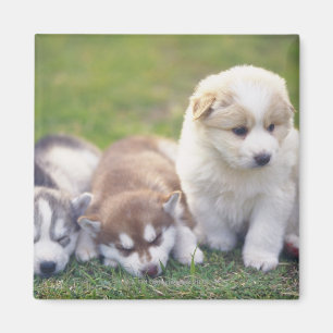 Sibirien Husky; ein arbeitender Hund züchtet Magnet