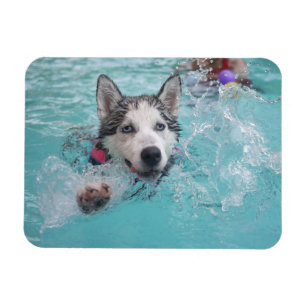 Sibirien Husky Schwimmen im Pool Magnet