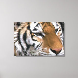 Sibirien Tiger Lounge Kunst Leinwanddruck