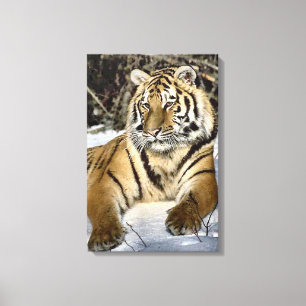 Sibirien Tiger Lounge Kunst Leinwanddruck