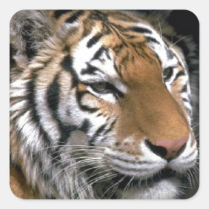 Sibirien Tiger Lounge Kunst Quadratischer Aufkleber