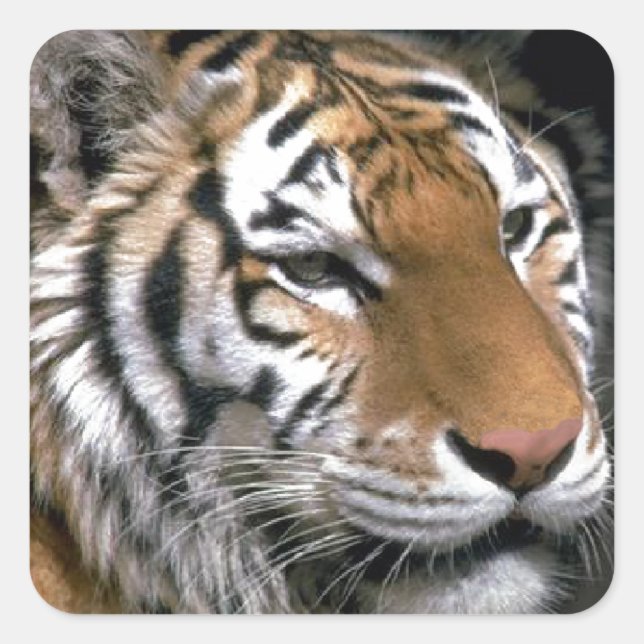 Sibirien Tiger Lounge Kunst Quadratischer Aufkleber (Vorderseite)