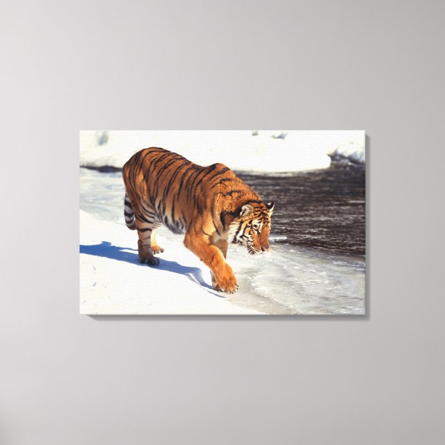 Sibirier 2 leinwanddruck (Vorderseite)