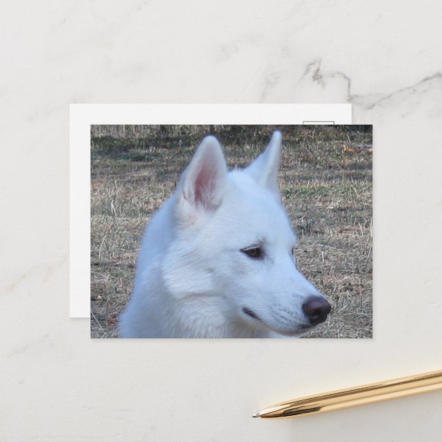 sibirisch-huselweiß postkarte (Vorderseite/Rückseite Beispiel)