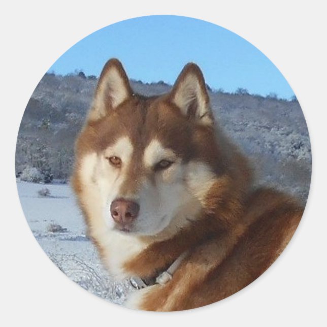 sibirisch-huskyrot und weiß runder aufkleber (Vorderseite)