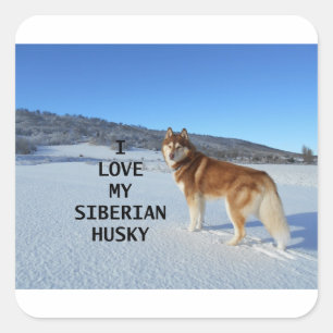 sibirisch-huskyrot-weiße Liebe w pic Quadratischer Aufkleber