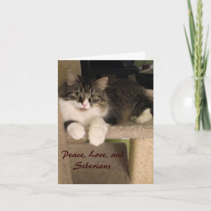 Sibirische Cat-Mitteilungskarten Karte