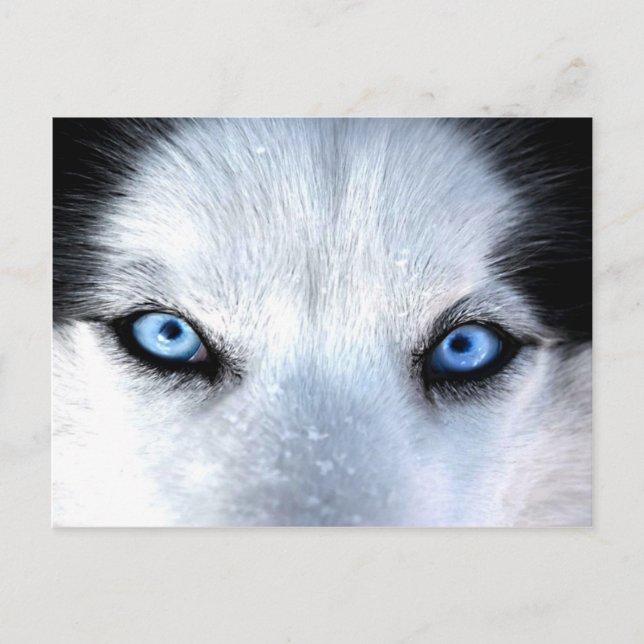 Sibirische Huselblauen Augen Postkarte (Vorderseite)