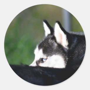 Sibirische Husky-Aufkleber Runder Aufkleber