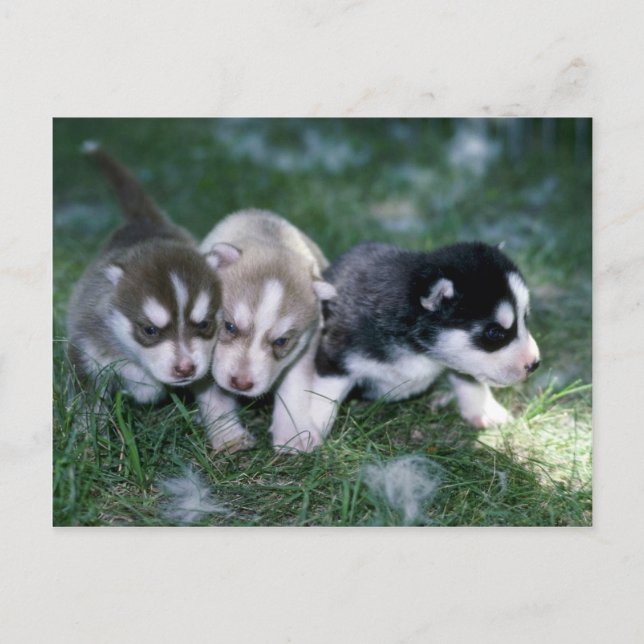 Sibirische Husky-Jungtiere, 3 Wochen Postkarte (Vorderseite)