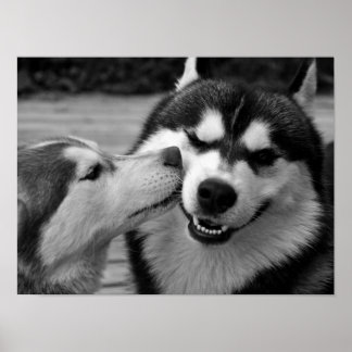 Sibirische Husky-Liebe Poster