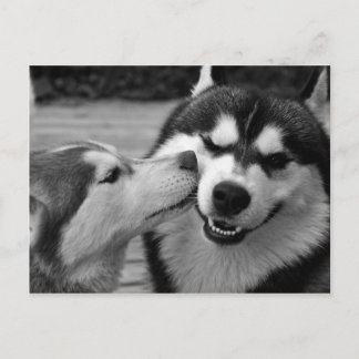 Sibirische Husky-Liebe Postkarte