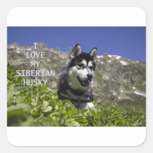 sibirische Husky-Liebe Quadratischer Aufkleber