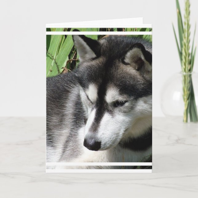 Sibirische Husky-Profilkarte Karte (Vorderseite)