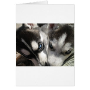 Sibirische Husky-Welpe-Tasse